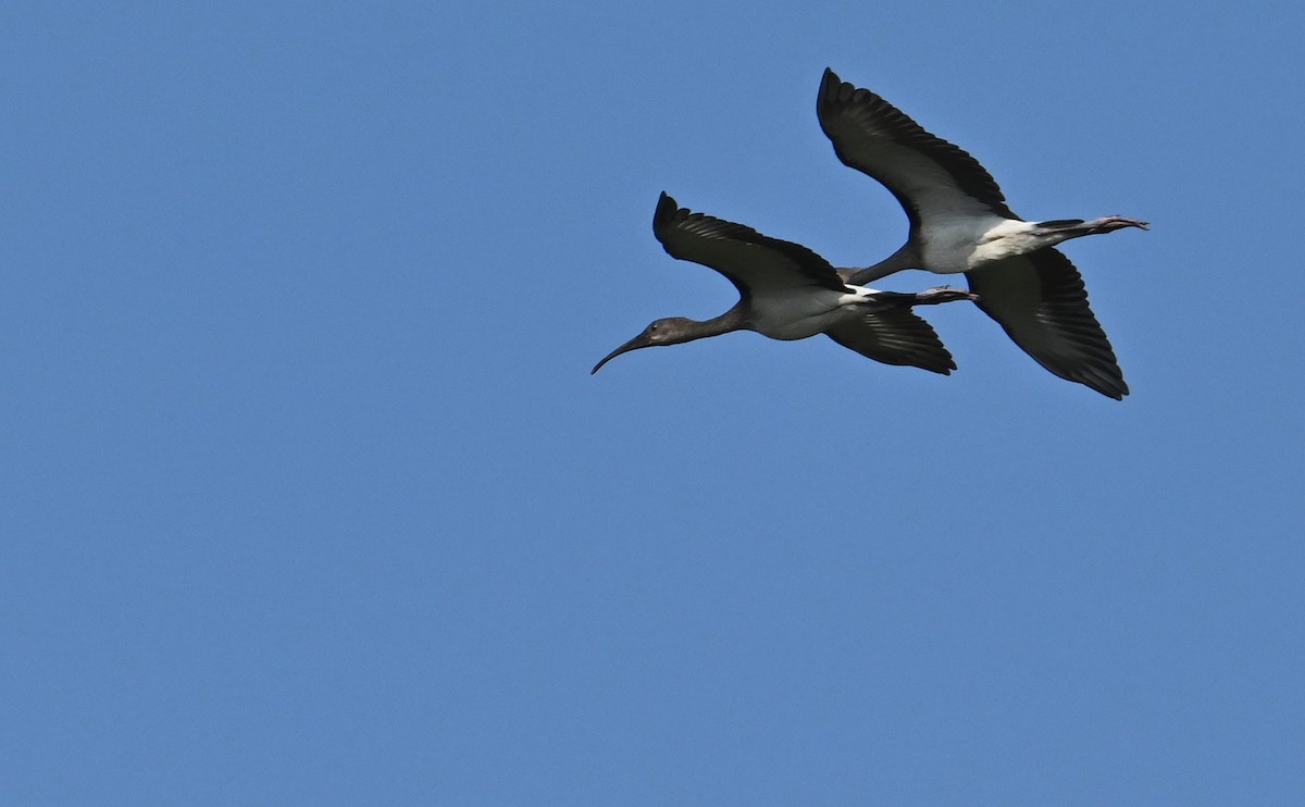 White Ibis - ML590438661