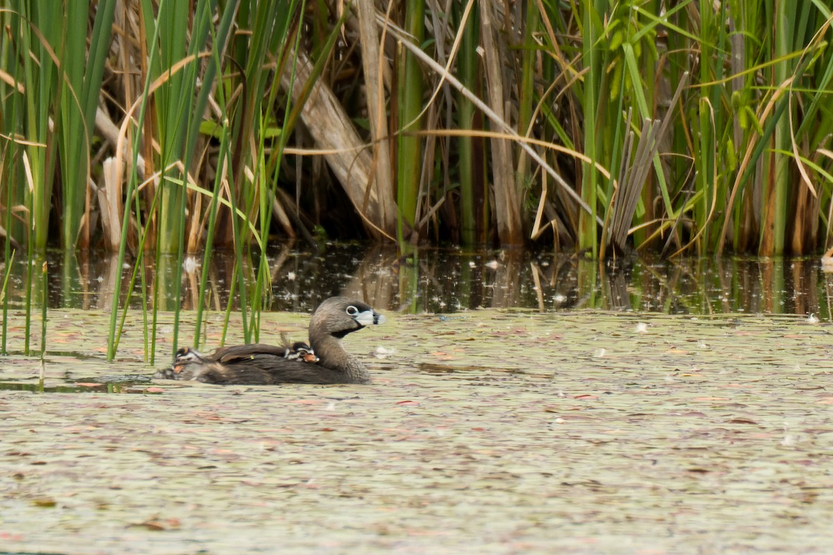 Pied-billed Grebe - ML590439481