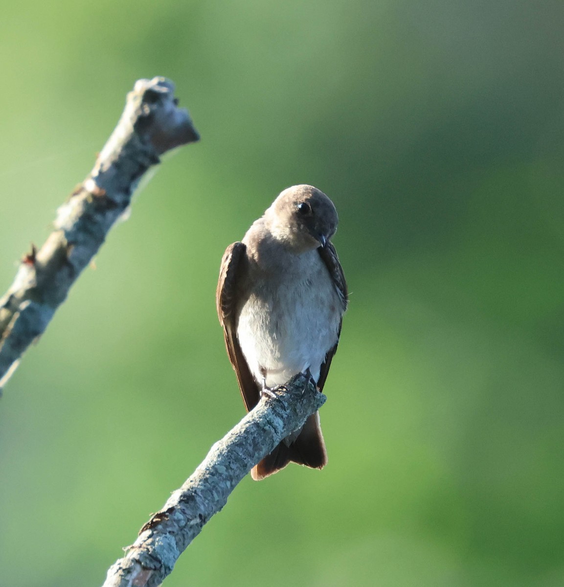 Northern Rough-winged Swallow - David Bates