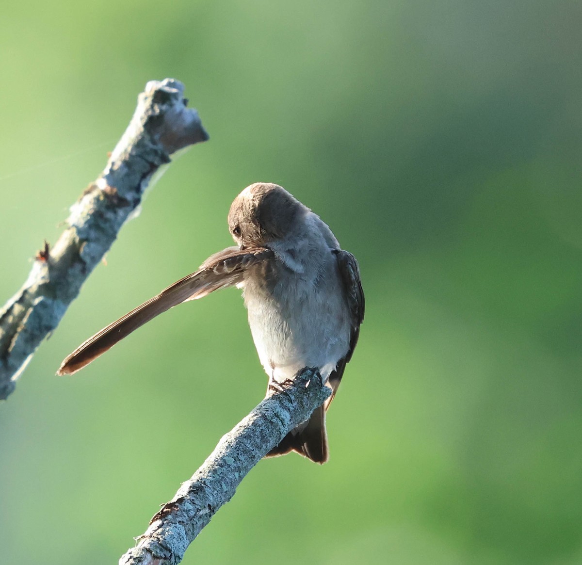 Hirondelle à ailes hérissées - ML590440171