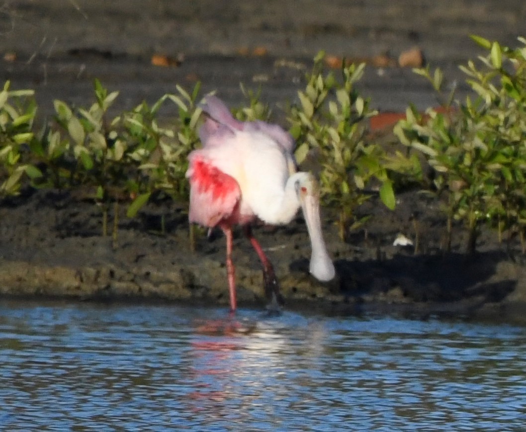 Roseate Spoonbill - ML590440421