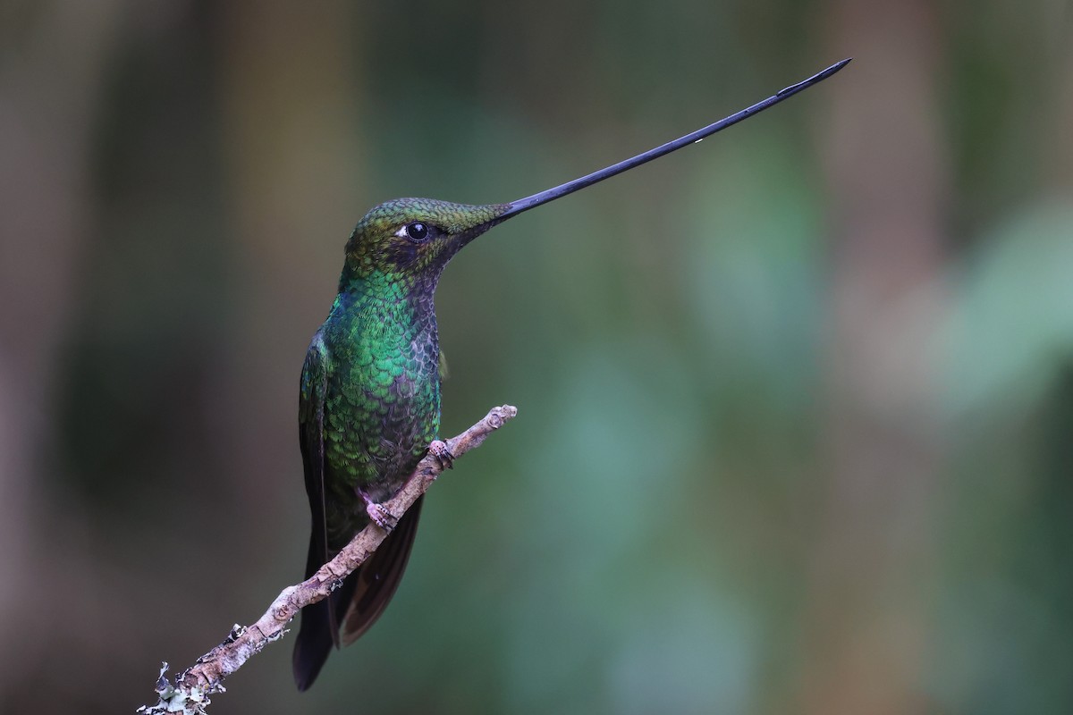 Sword-billed Hummingbird - Allison Miller