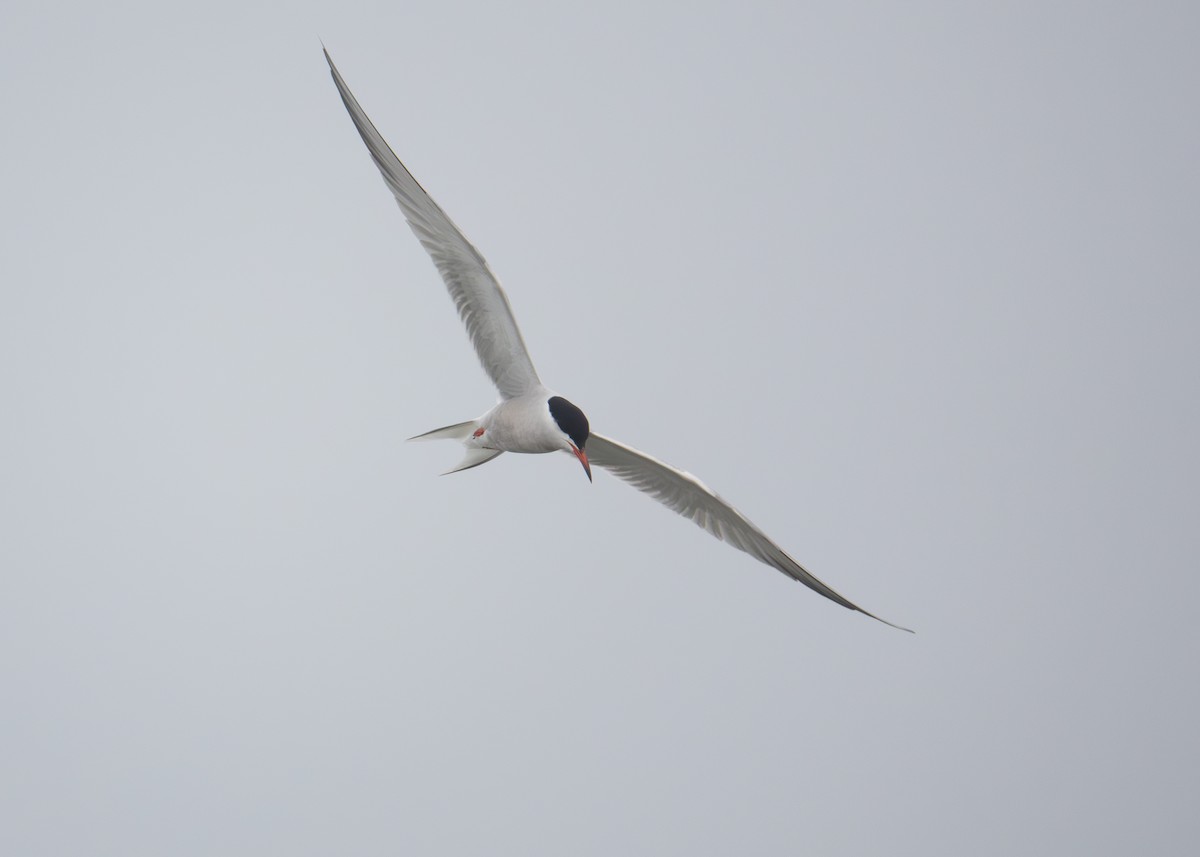 Common Tern - Andrew Bates