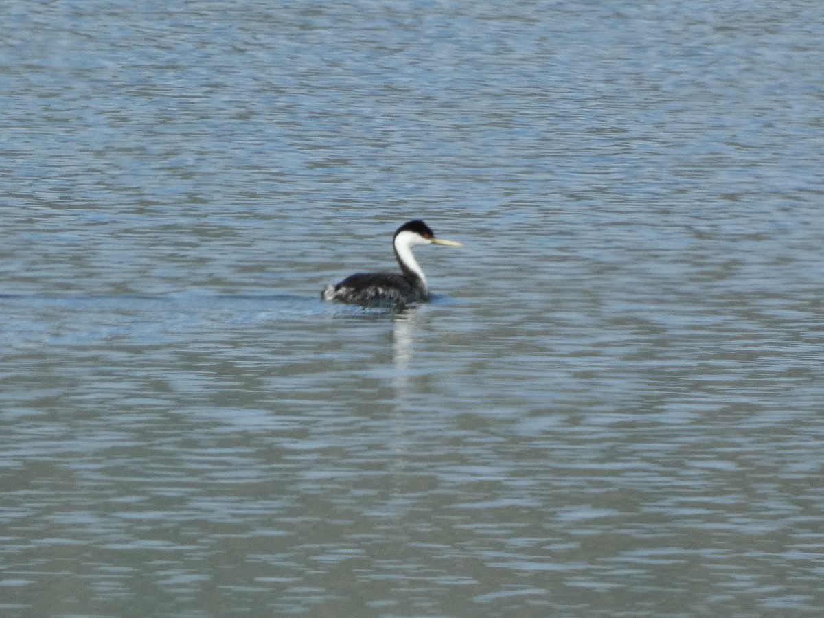 Western Grebe - Charlie Paterson