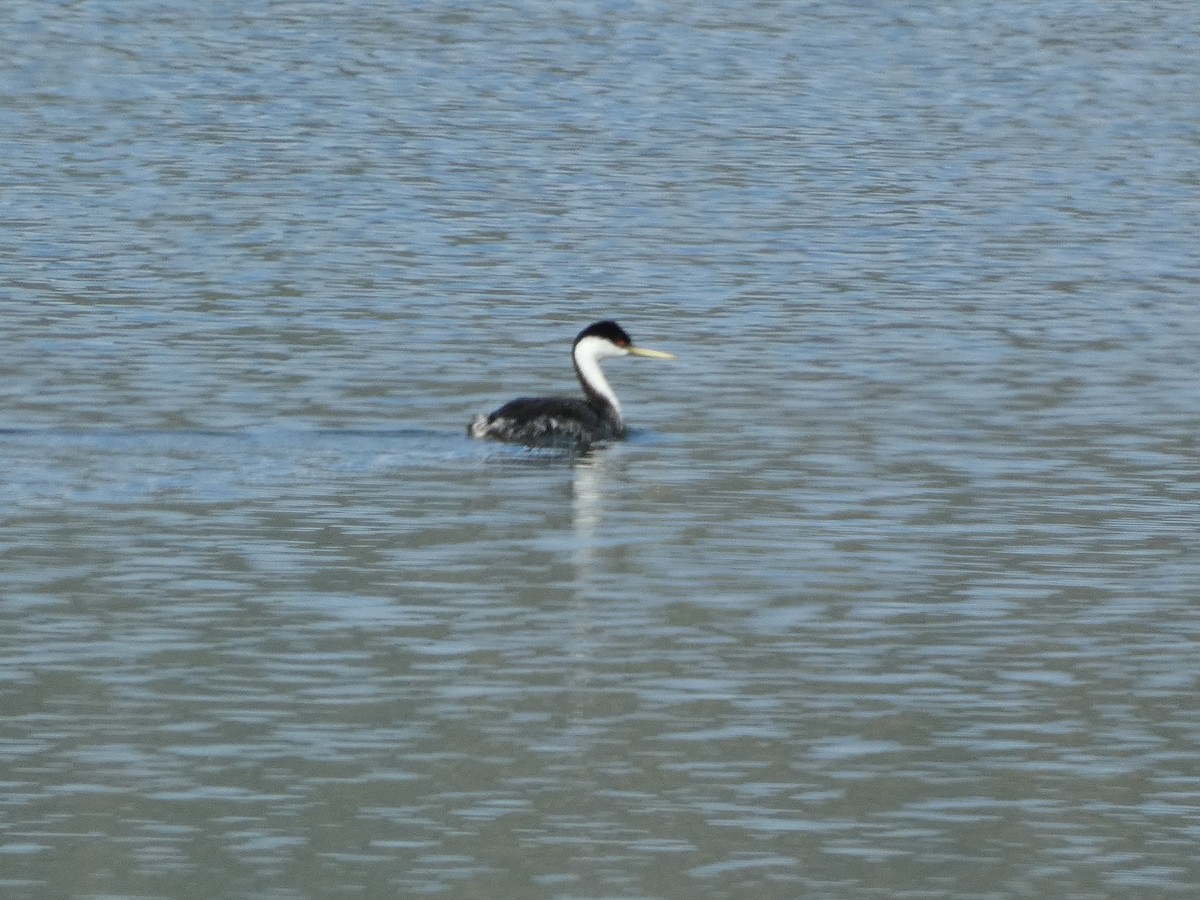 Western Grebe - ML590440821