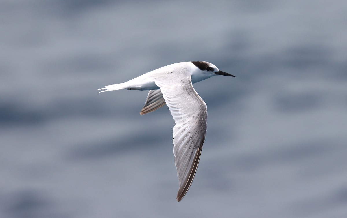 Little Tern - ML590441191