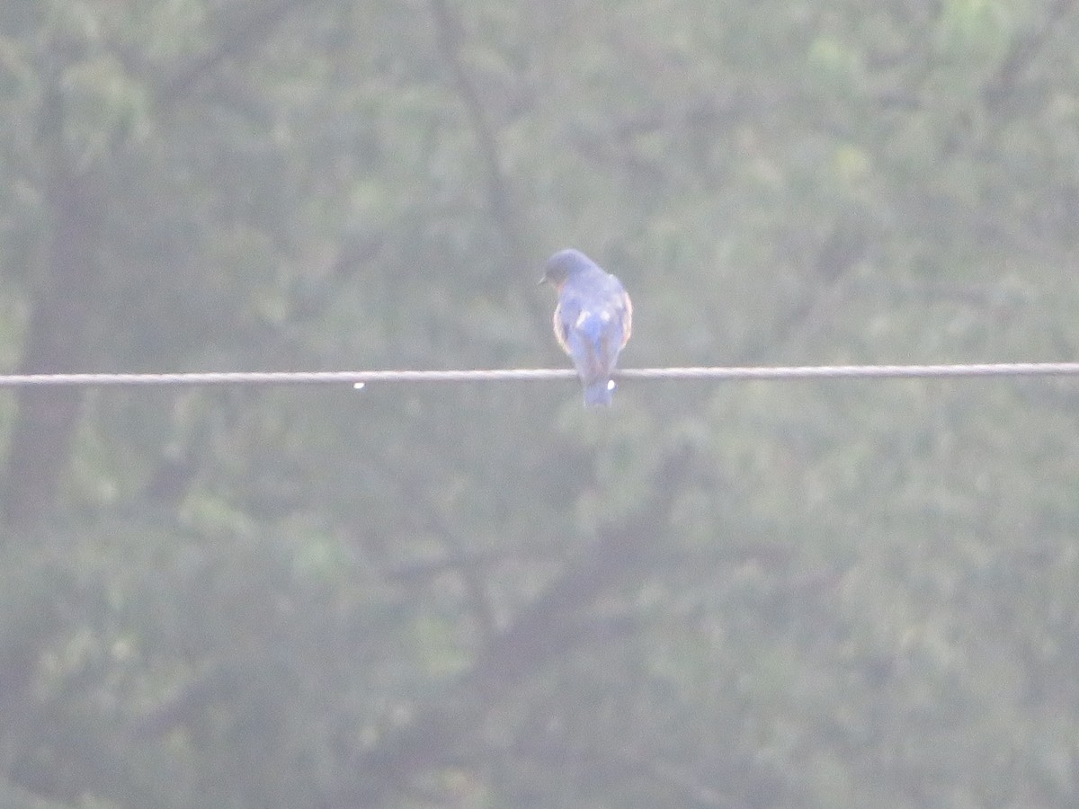 Eastern Bluebird - William Kuk