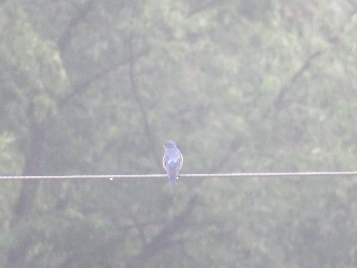 Eastern Bluebird - William Kuk