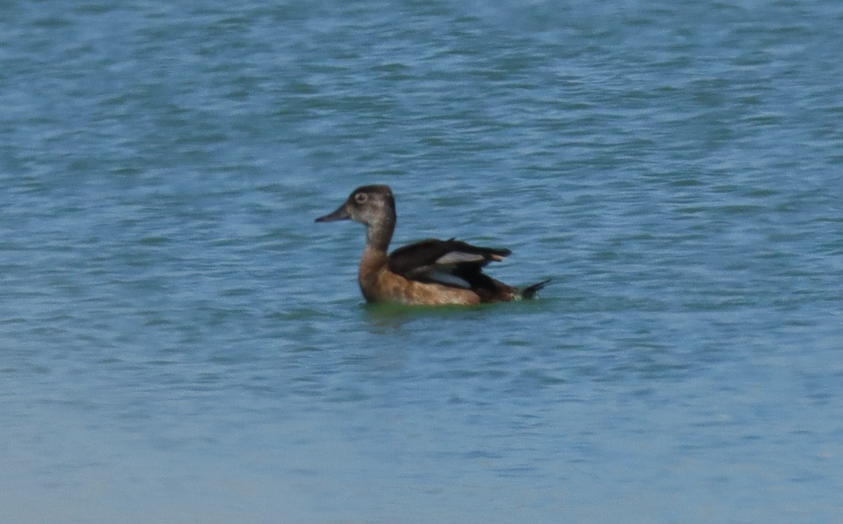 Ring-necked Duck - ML590441501