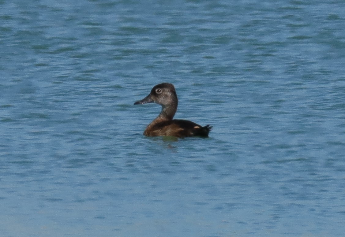 Ring-necked Duck - ML590441511