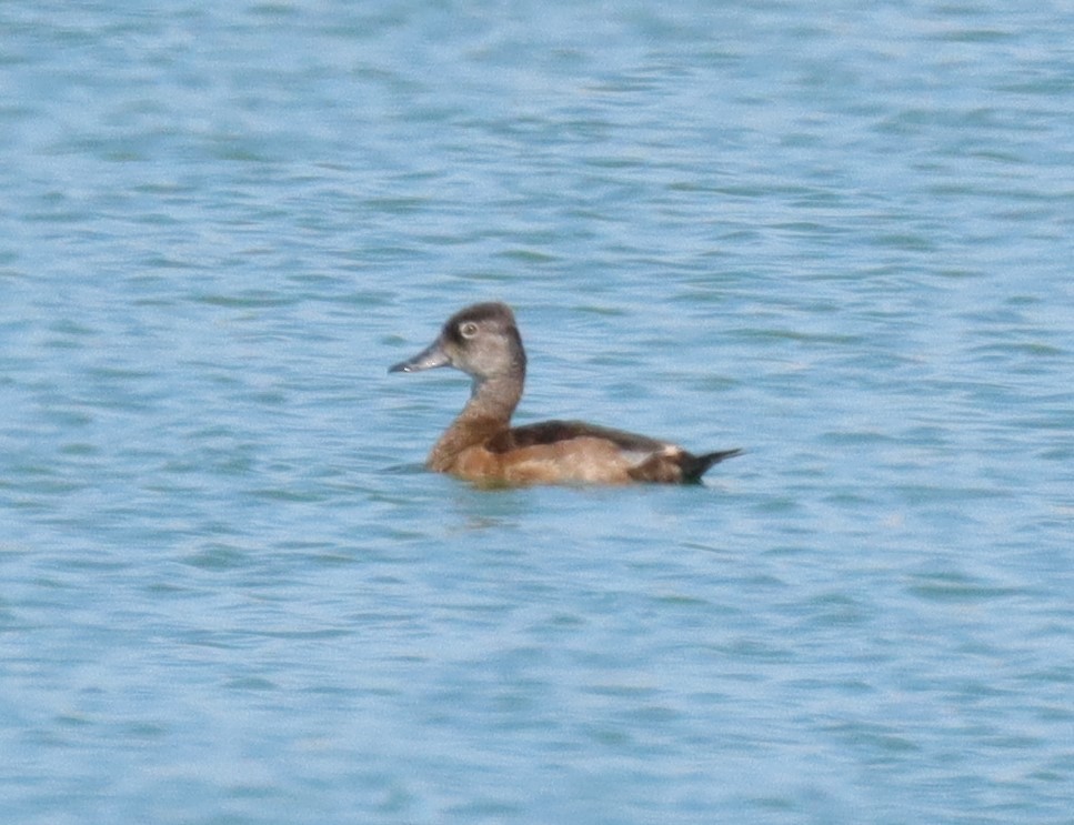 Ring-necked Duck - ML590441521