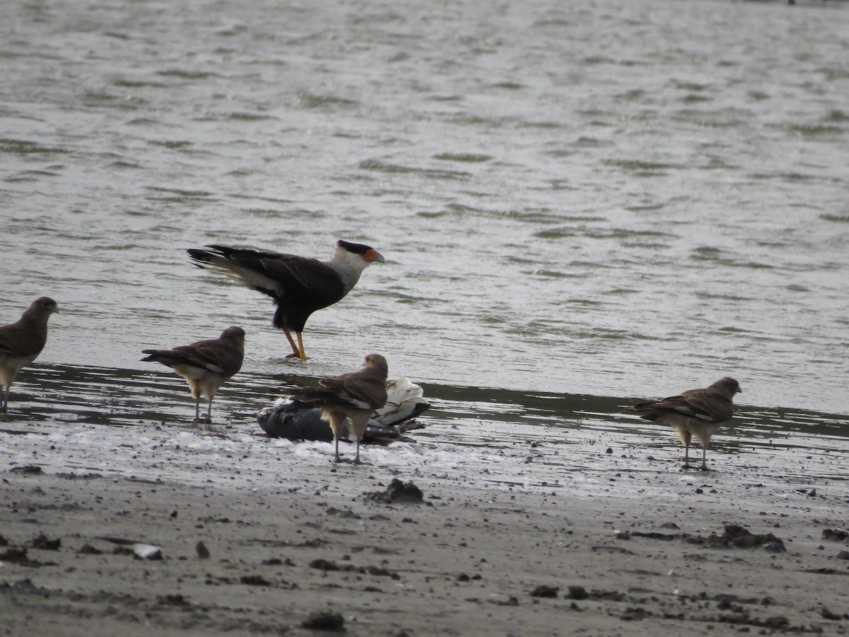 Crested Caracara (Southern) - ML59044201