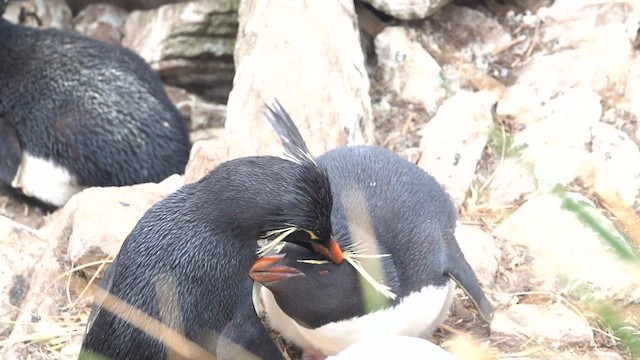 Pingüino Saltarrocas Meridional - ML590442431