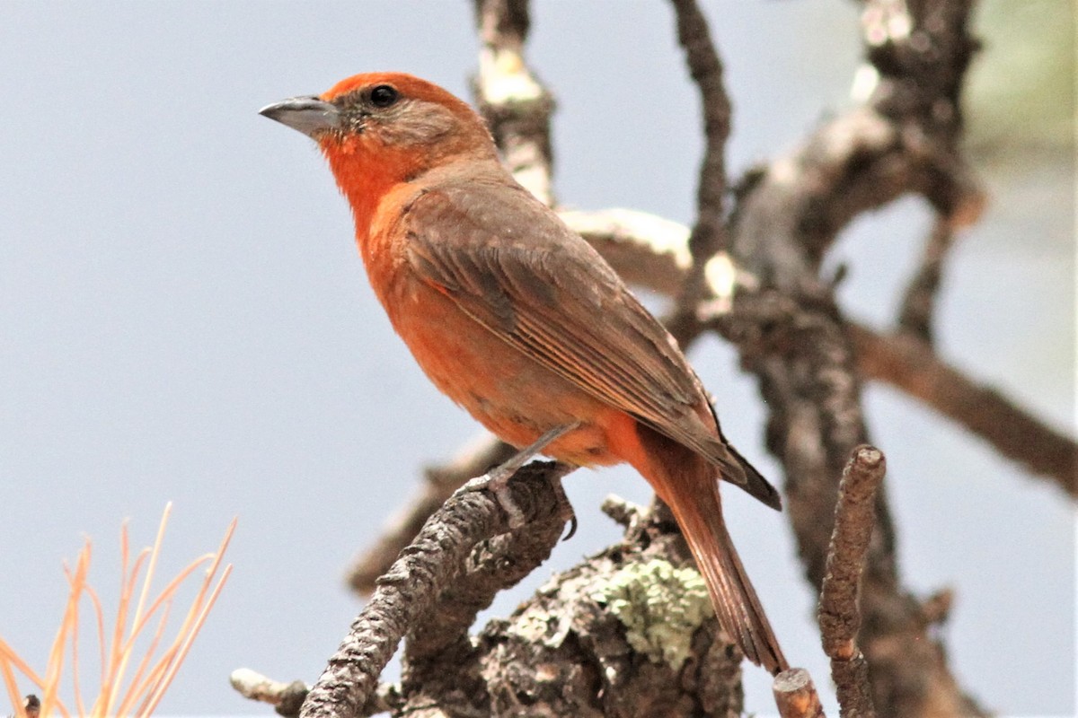 Hepatic Tanager - ML590442541