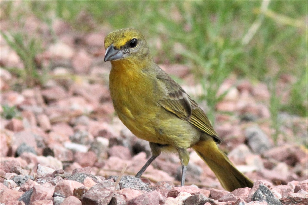 Hepatic Tanager - Aaron Driscoll