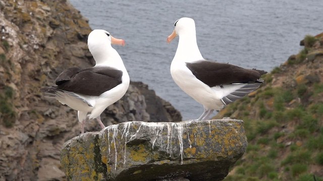 Black-browed Albatross - ML590442601