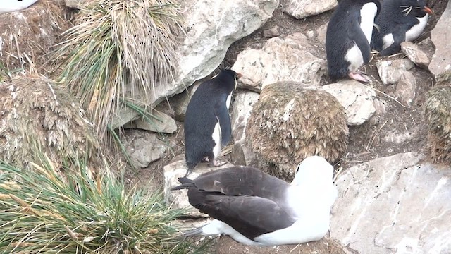 Pingüino Saltarrocas Meridional - ML590442721