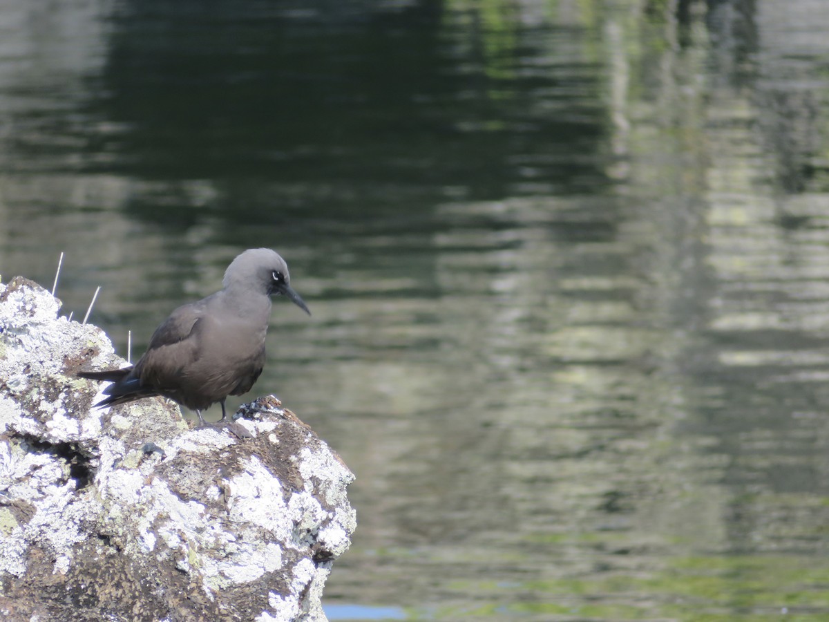 Brown Noddy - ML590442731