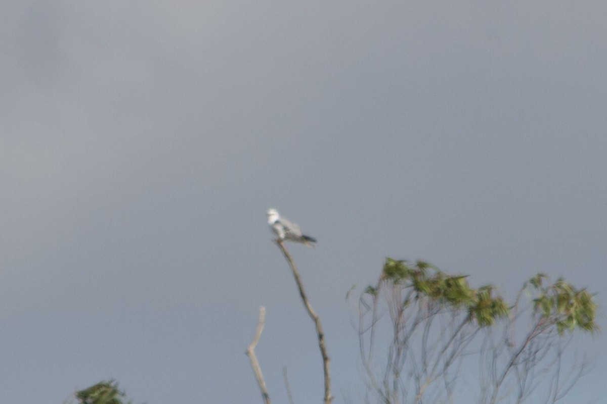 White-tailed Kite - ML590443211