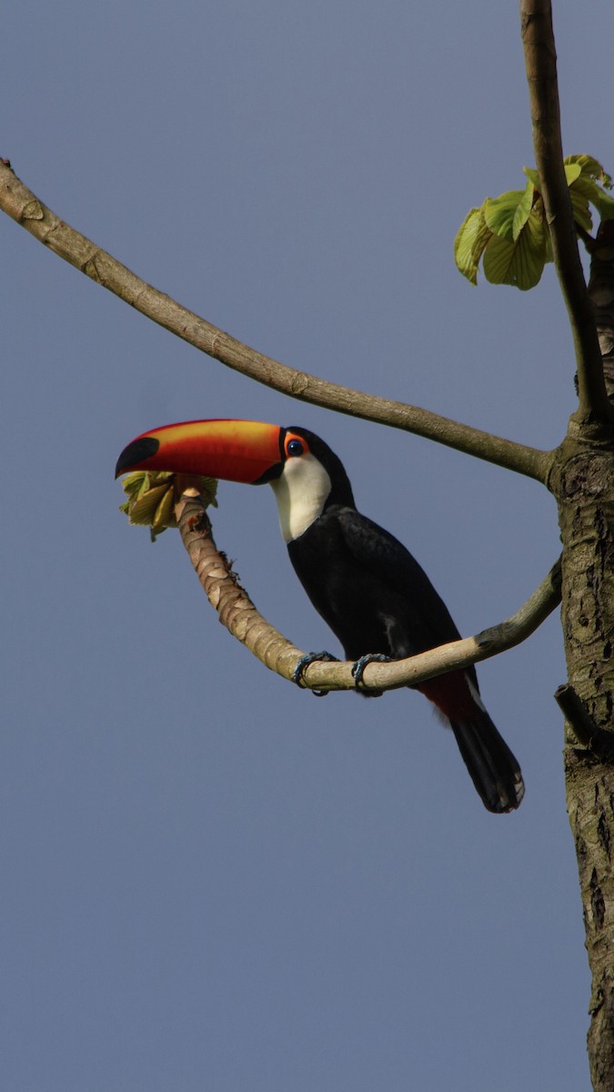 Toco Toucan - ML590443291