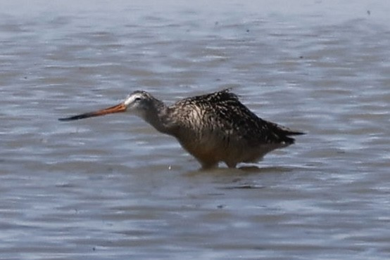 Marbled Godwit - ML590443441