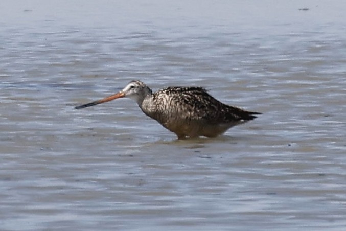 Marbled Godwit - ML590443451