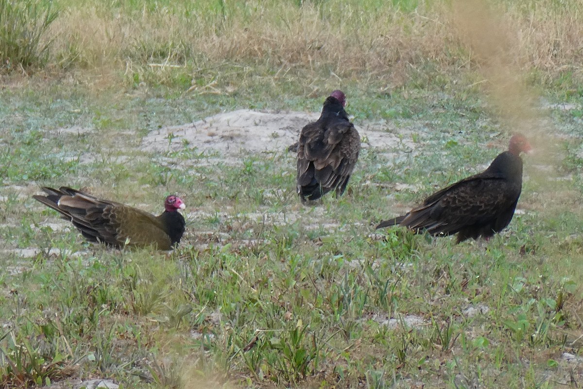 Turkey Vulture - ML590443491