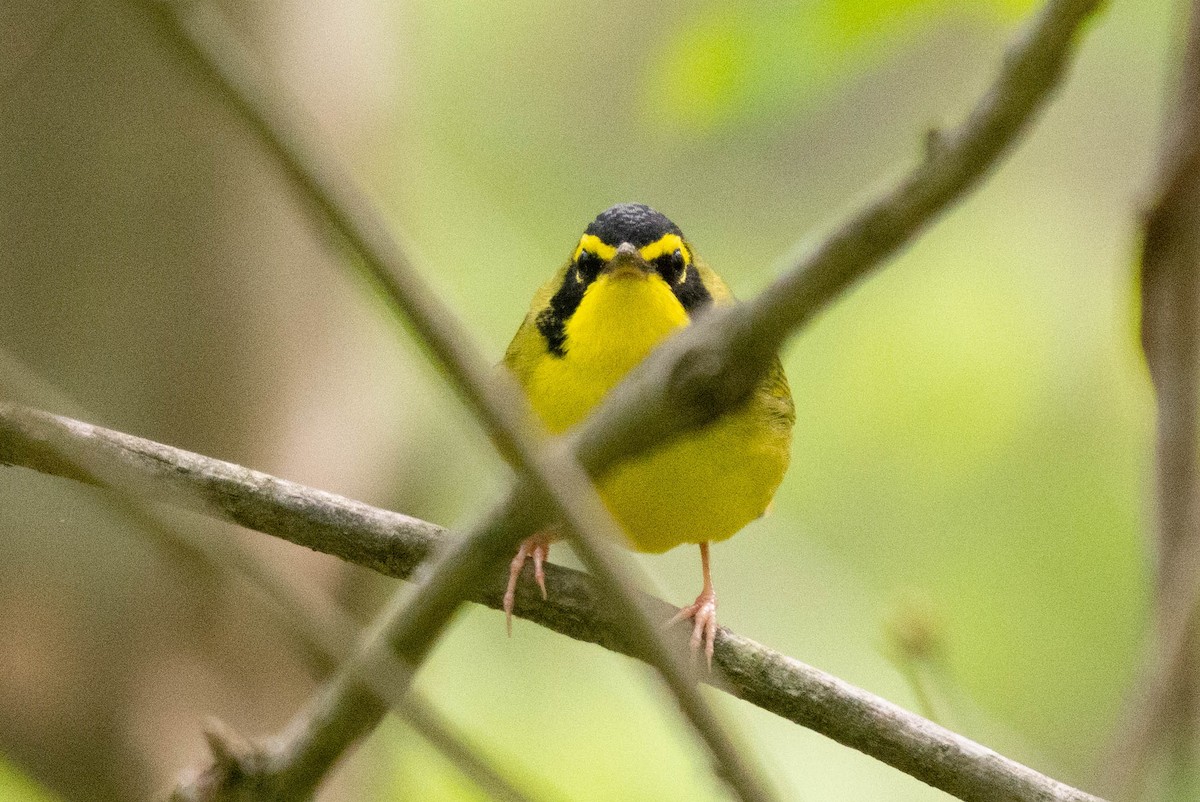 Kentucky Warbler - ML590443821