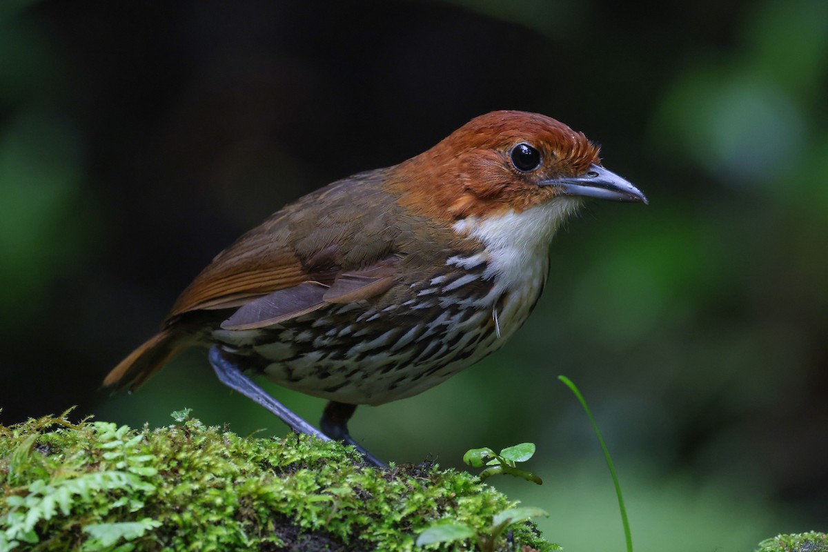 Chestnut-crowned Antpitta - Allison Miller