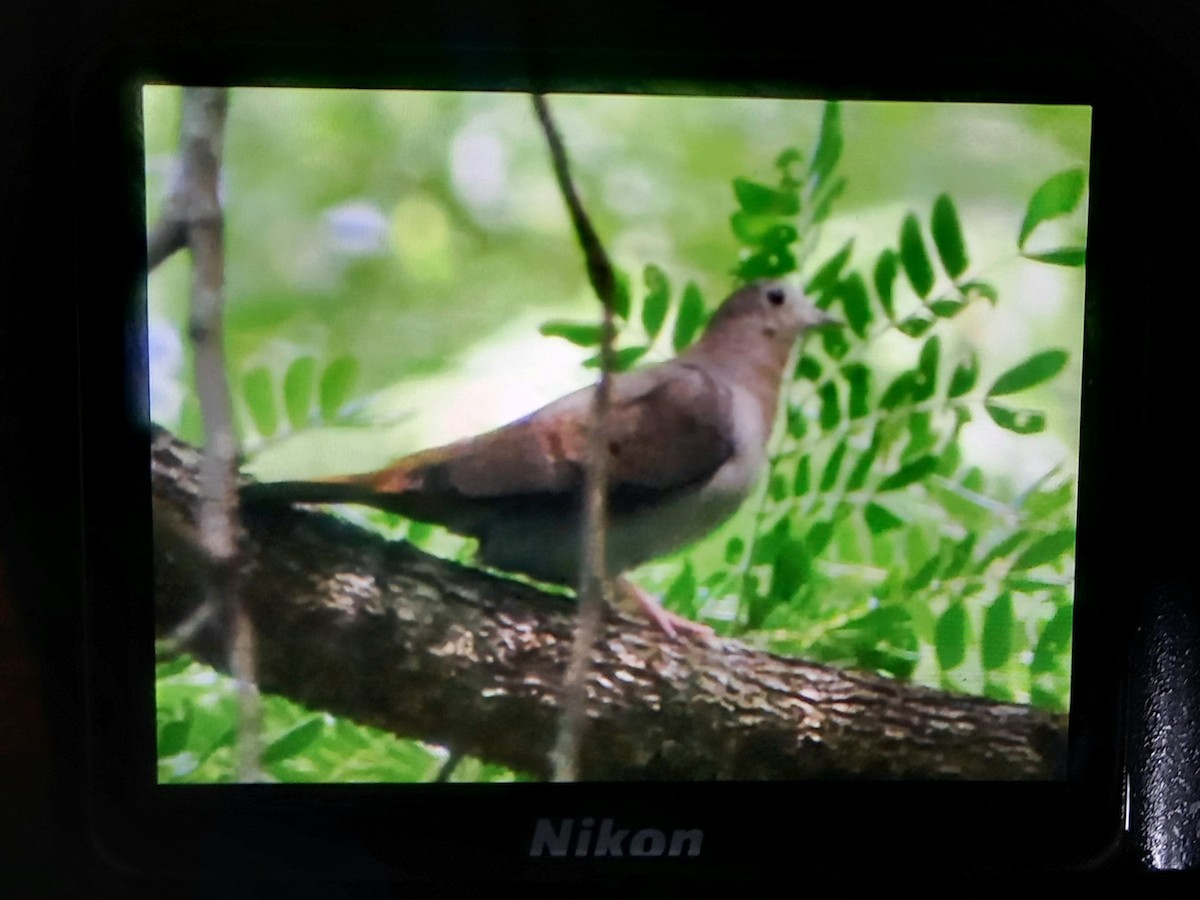 Blue Ground Dove - ML590444791