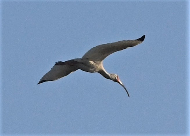 Ibis blanc - ML590445351