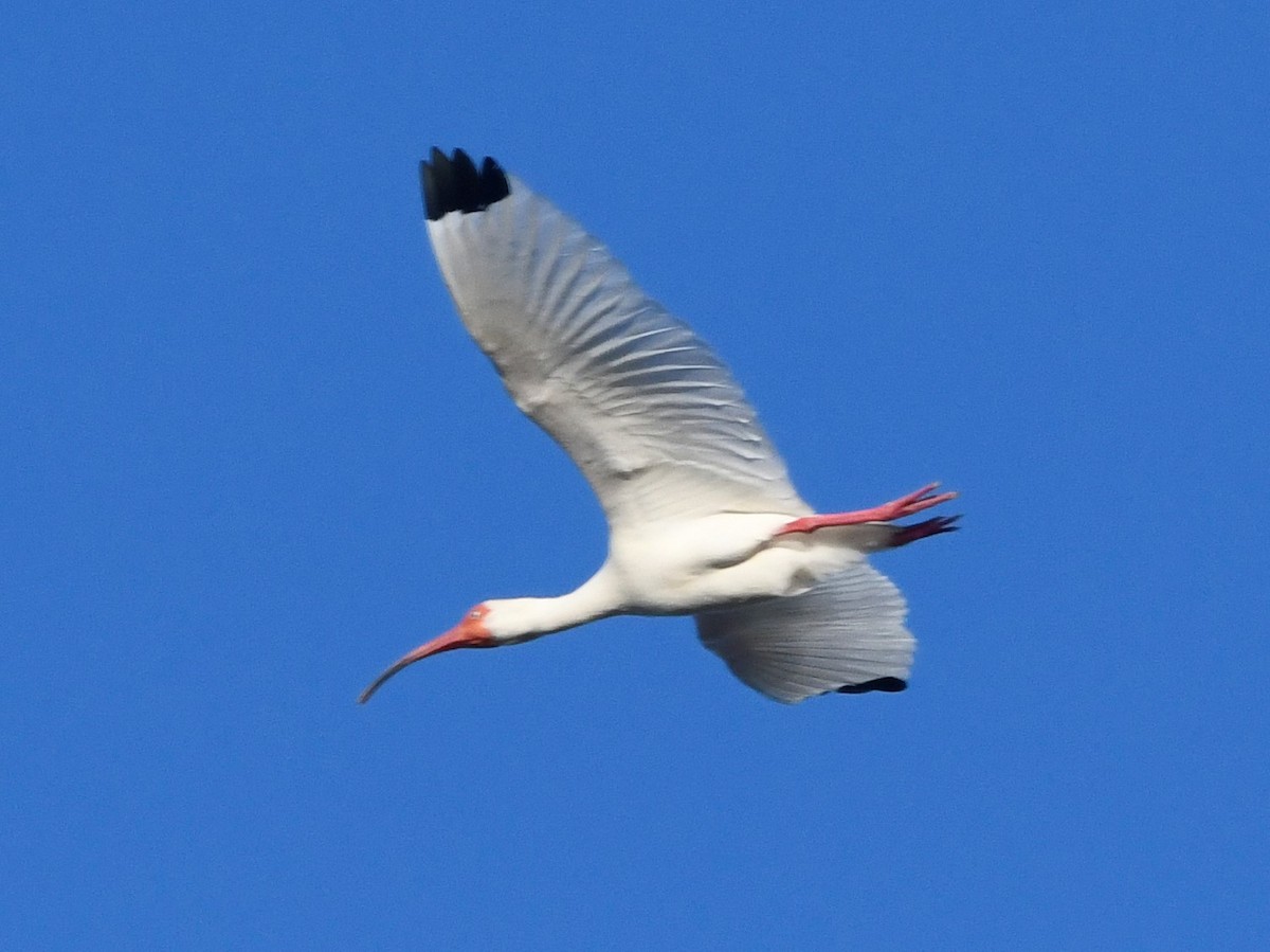 White Ibis - ML590445801