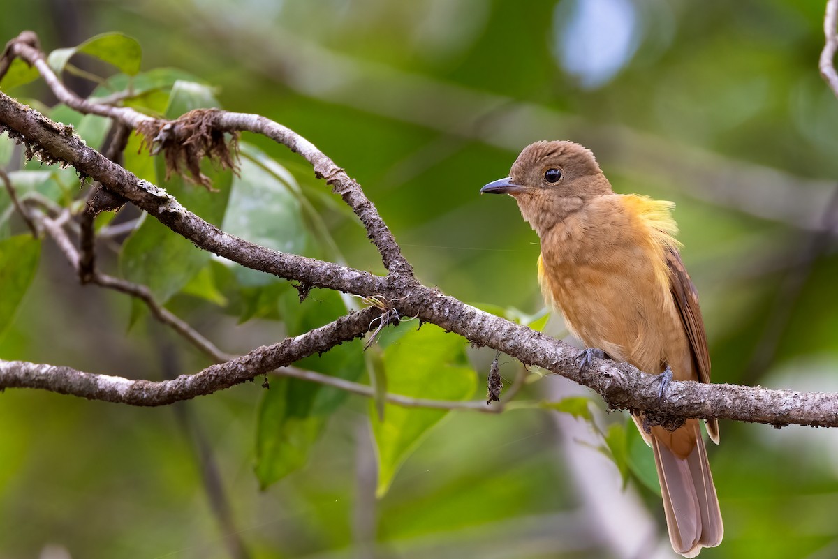 Speckled Mourner - Lawrence Szmulowicz
