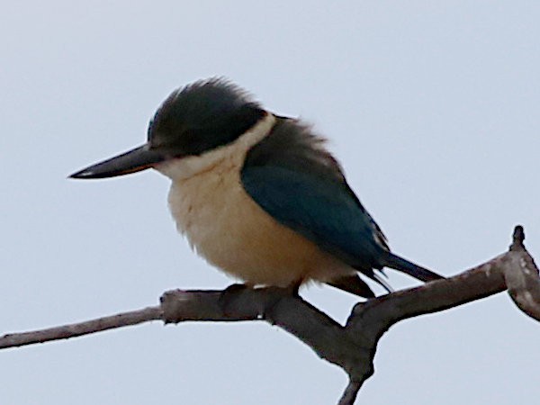 Sacred Kingfisher (Australasian) - ML590446551