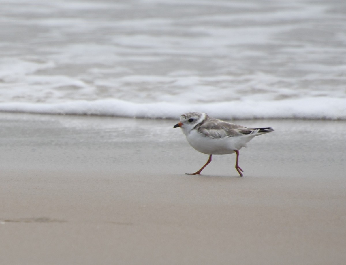 Piping Plover - ML590446561