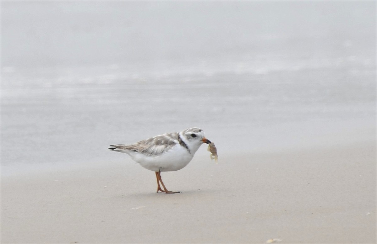 Piping Plover - ML590446611