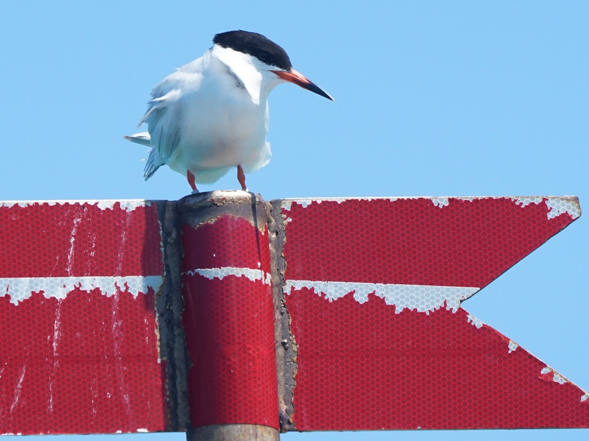 Roseate Tern - ML590447221