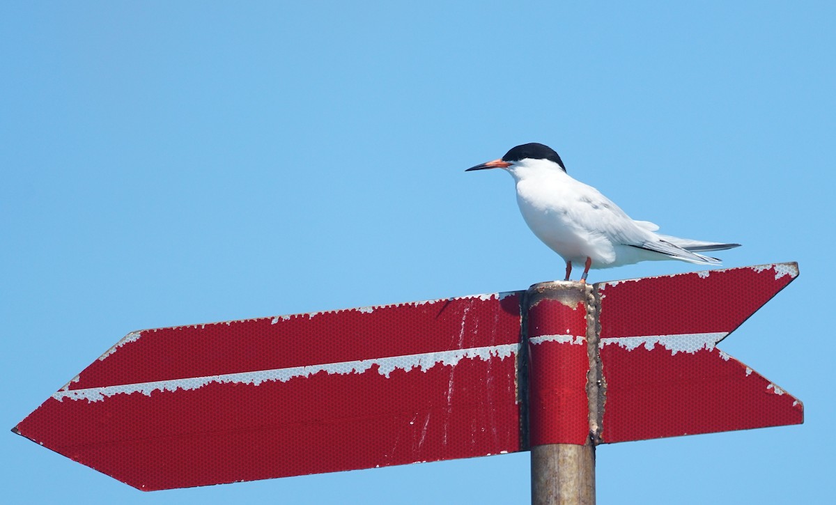 Roseate Tern - ML590447231