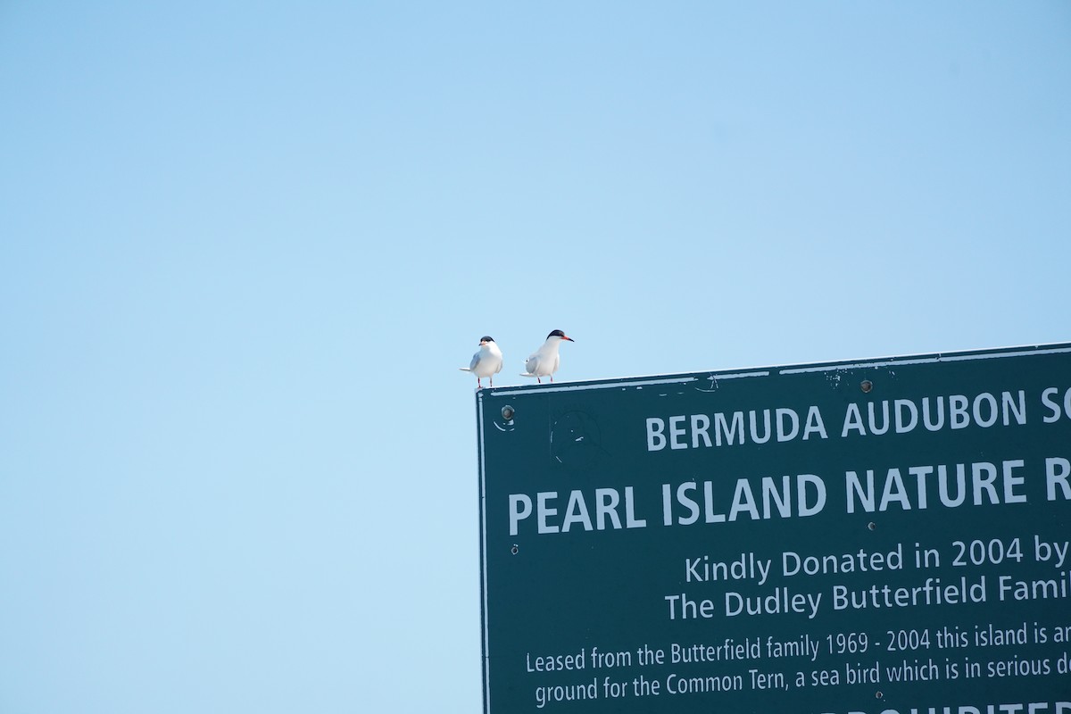 Roseate Tern - ML590447241