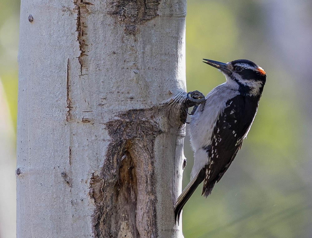 Hairy Woodpecker - ML590448211