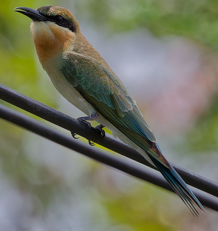 Blue-tailed Bee-eater - ML590448551