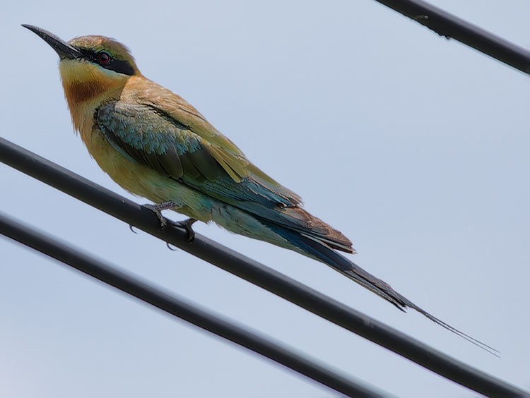 Blue-tailed Bee-eater - ML590448561