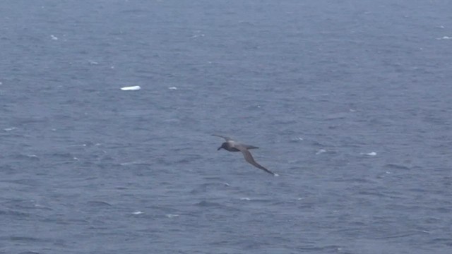 Light-mantled Albatross - ML590449061