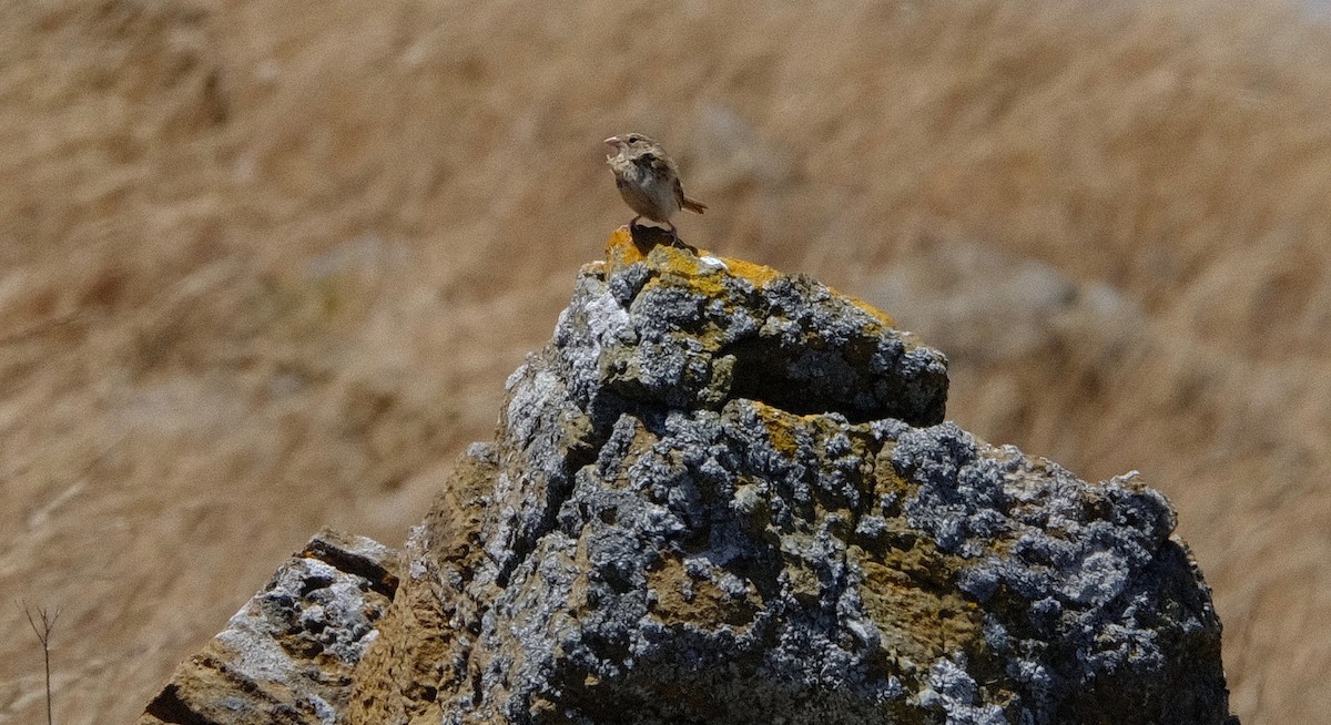Grasshopper Sparrow - ML590449251