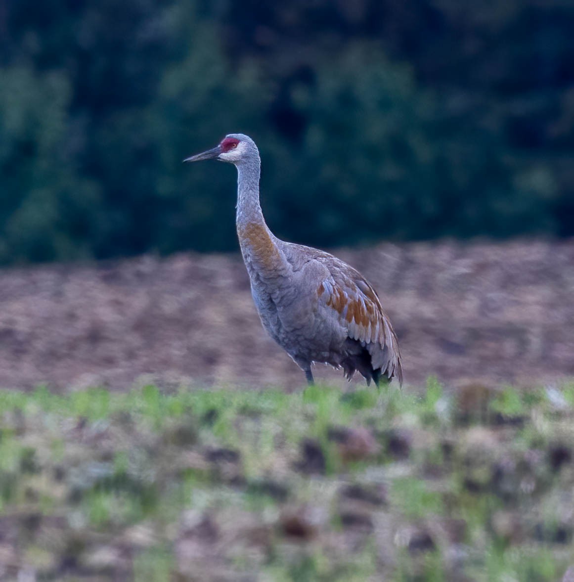 Sandhill Crane - Dan Parliament