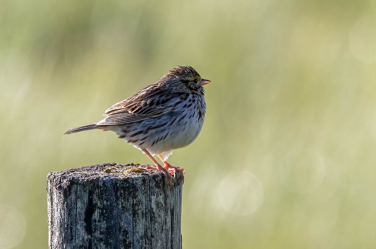 Savannah Sparrow - Dan Parliament