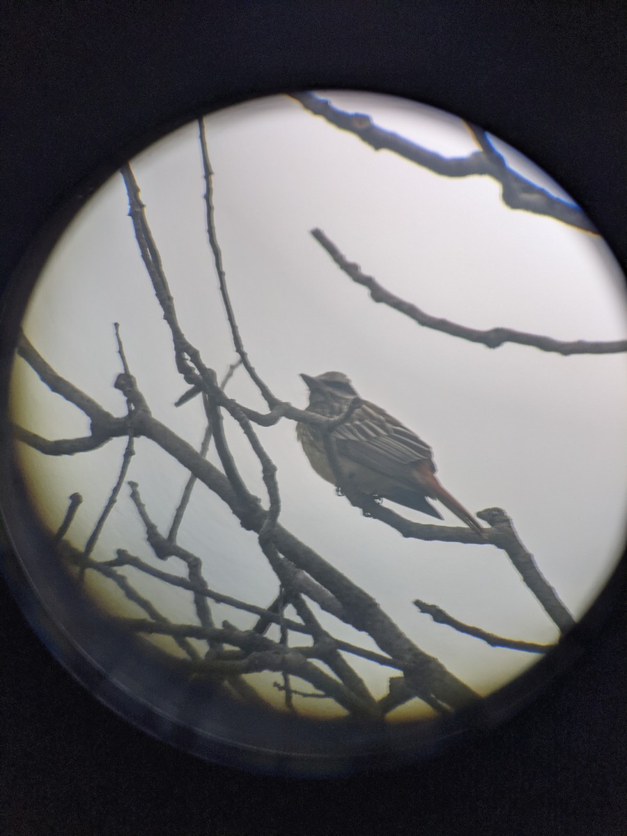 Sulphur-bellied Flycatcher - ML590450431