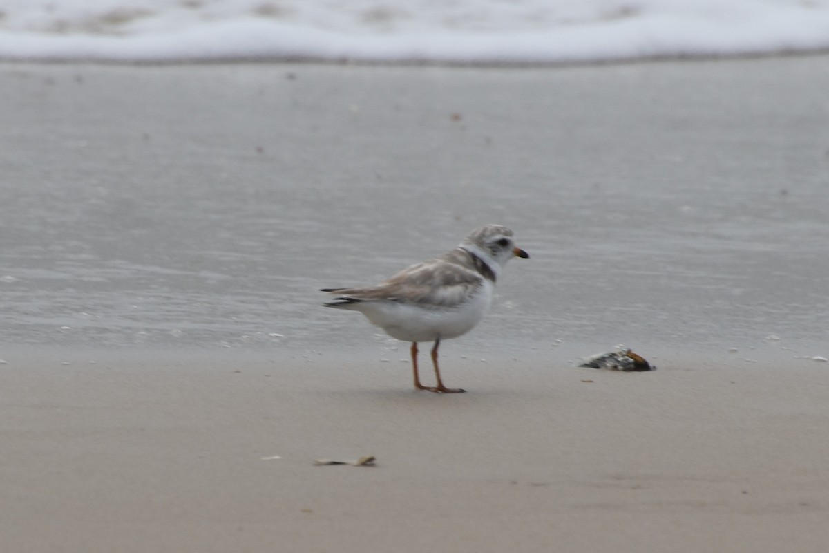 Piping Plover - ML590453291