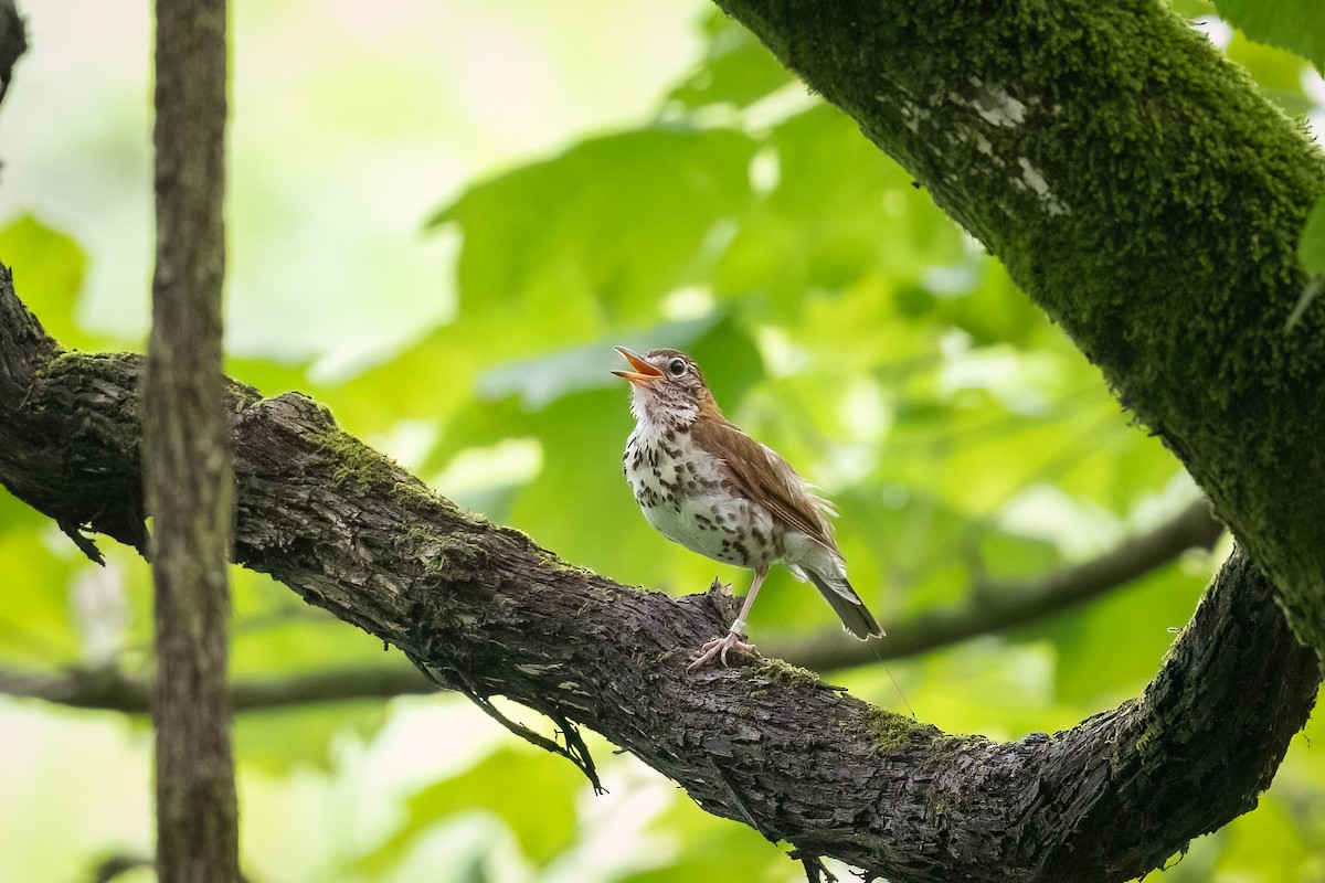 Wood Thrush - ML590453381