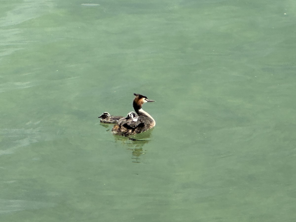 Great Crested Grebe - ML590453761